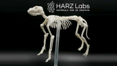 Dental Model Resin Bone фотополимер HARZ Labs для LCD DLP 3D-принтера обладает высокой твердостью, устойчивостью к механическим и термическим воздействиям 1 кг